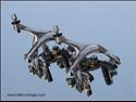 Campagnolo BR-14RE, Record (dual pivot with g