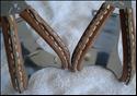 Christophe 496 leather-wrapped toe clips